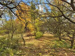 Prodej zahrady, Moravany, 800 m2