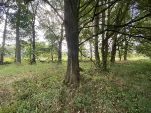 Prodej pole, Tachov, 2776 m2