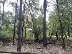 Prodej lesa, Ostřetín - Vysoká u Holic, 11957 m2