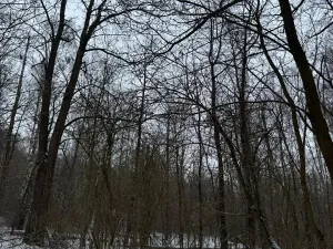 Prodej lesa, Kralupy nad Vltavou, 2714 m2