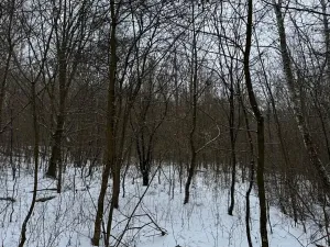 Prodej lesa, Kralupy nad Vltavou, 2714 m2
