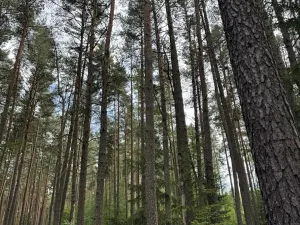Prodej lesa, Velké Opatovice, 61114 m2