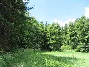 Dražba lesa, Honezovice, 2758 m2