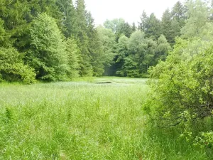 Dražba pozemku, Číměř, 7409 m2