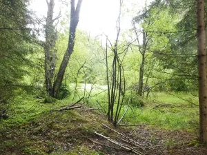 Dražba pozemku, Číměř, 7409 m2