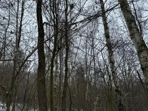 Prodej lesa, Kralupy nad Vltavou, 3462 m2