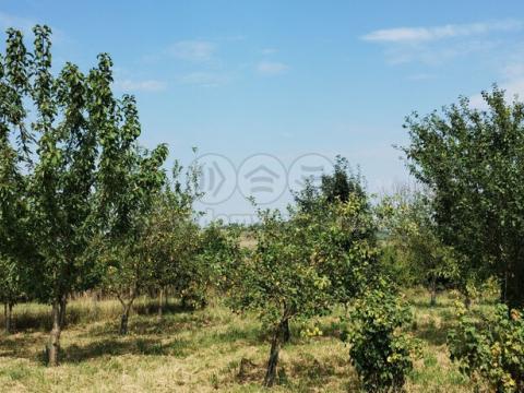 Prodej pole, Příbor, 5861 m2