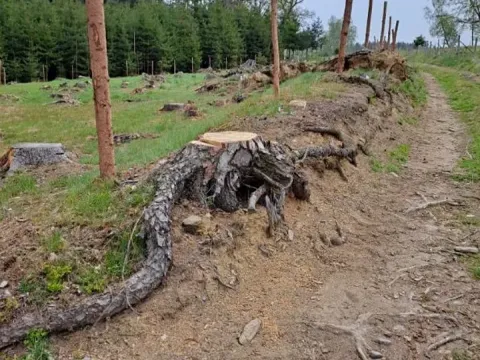 Prodej lesa, Červená Řečice, 956 m2