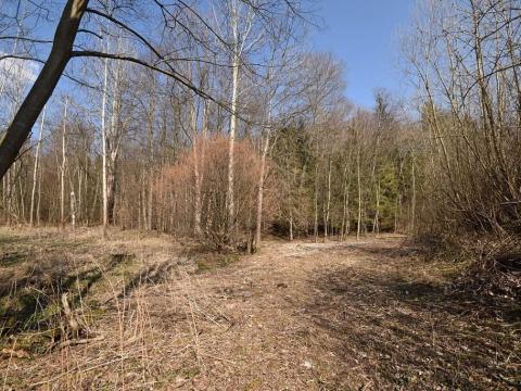 Prodej lesa, Lipová-lázně, 12392 m2