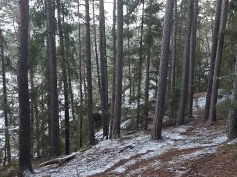 Prodej lesa, Svépravice, 8344 m2