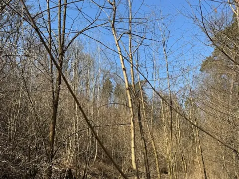 Prodej lesa, Klášter Hradiště nad Jizerou, 10038 m2