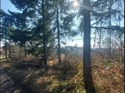 Prodej lesa, Čížov, 620 m2
