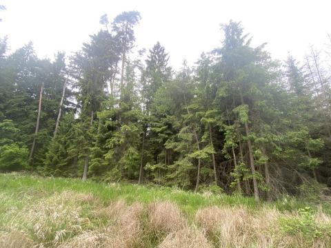 Prodej lesa, Blížejov - Lštění, 3197 m2