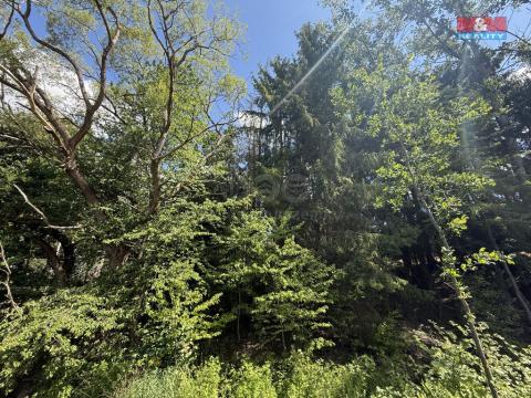 Prodej lesa, Opařany - Olší, 5323 m2