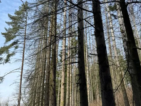 Prodej podílu lesa, Krásněves, 7152 m2