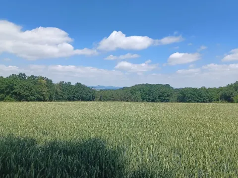 Dražba lesa, Jestřebí, 1748 m2