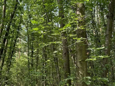 Prodej podílu lesa, Pardubice, 9649 m2