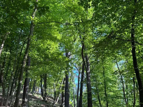 Prodej podílu lesa, Hudlice, 5790 m2