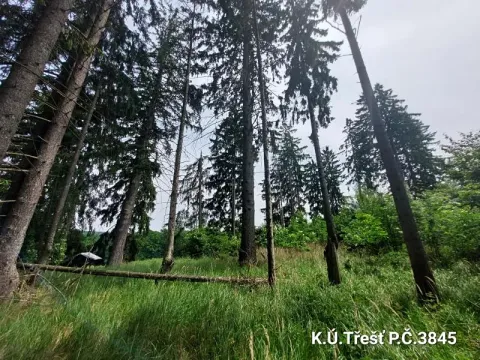 Prodej lesa, Třešť, 1987 m2