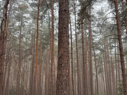 Prodej lesa, Zábrdí, 9676 m2