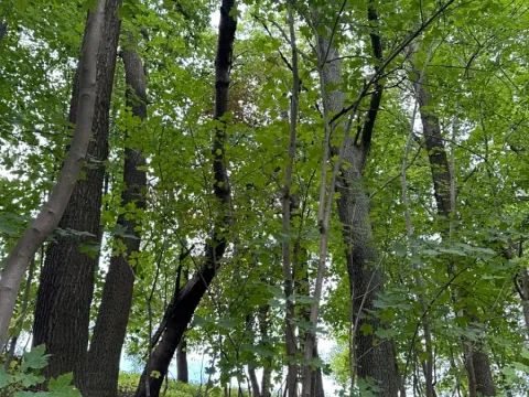 Prodej lesa, Radimovice, 7734 m2