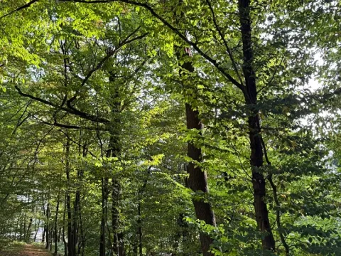 Prodej lesa, Háj ve Slezsku, 4689 m2