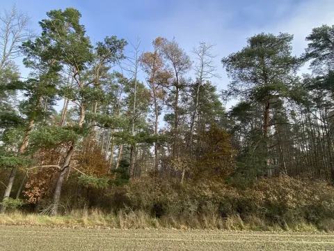 Prodej lesa, Chářovice, 617 m2