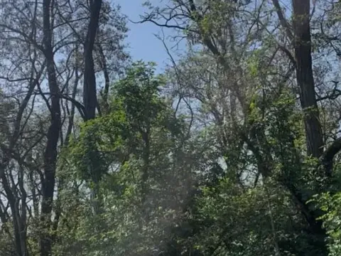 Prodej lesa, Dobré Pole, 4208 m2