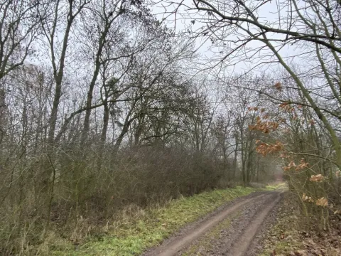 Prodej lesa, Městečko Trnávka - Lázy, 856 m2