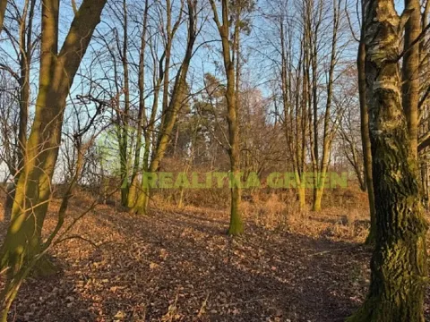 Prodej lesa, Jistebník, 5452 m2