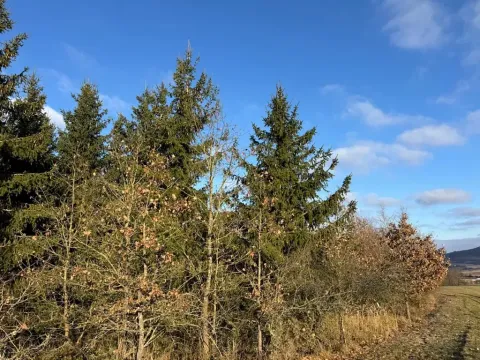 Prodej lesa, Poleň, 11901 m2