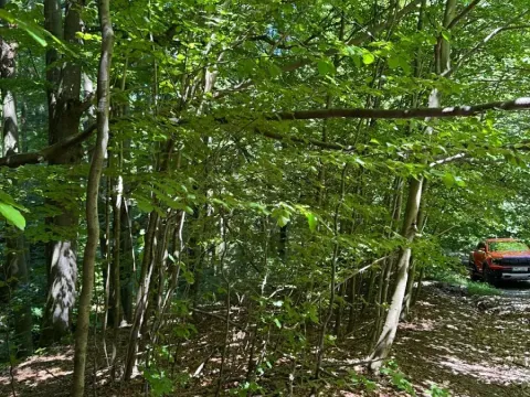 Prodej lesa, Krásná, 824 m2