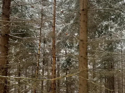 Prodej lesa, Janová, 7449 m2