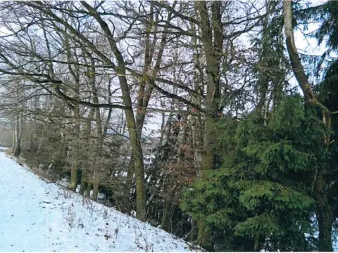 Prodej lesa, Červená Řečice, 1181 m2