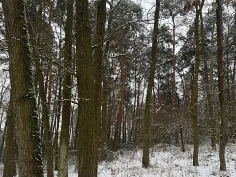 Prodej podílu lesa, Štítary, 3942 m2
