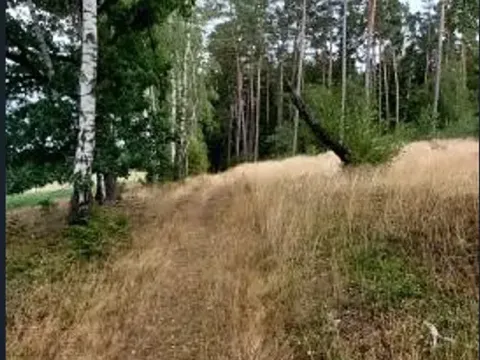 Prodej lesa, Červená Řečice, 496 m2