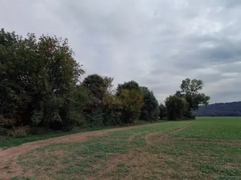 Dražba lesa, Všeň, 10110 m2