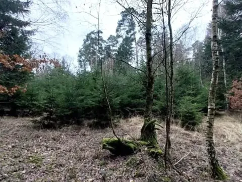 Prodej lesa, Morašice, 11313 m2