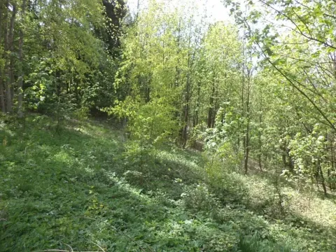 Dražba louky, Líšný, 1958 m2