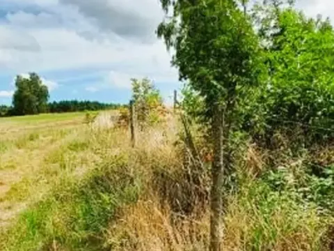 Prodej lesa, Červená Řečice, 48 m2