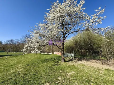 Pronájem zahrady, Olomouc - Hodolany, 1636 m2