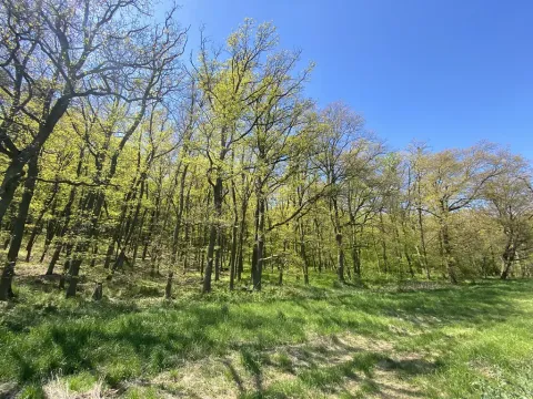 Prodej lesa, Silůvky, 521 m2