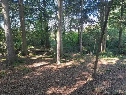 Prodej lesa, Srubec, 364 m2