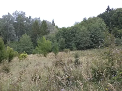 Dražba louky, Traplice, 1953 m2