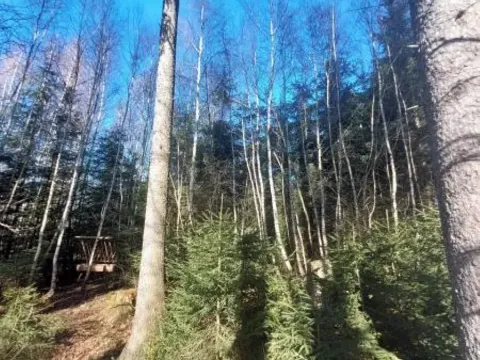 Prodej lesa, Čáslavsko, 2306 m2