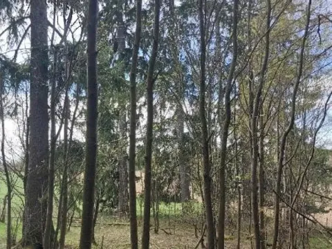 Prodej lesa, Žirovnice, 1258 m2